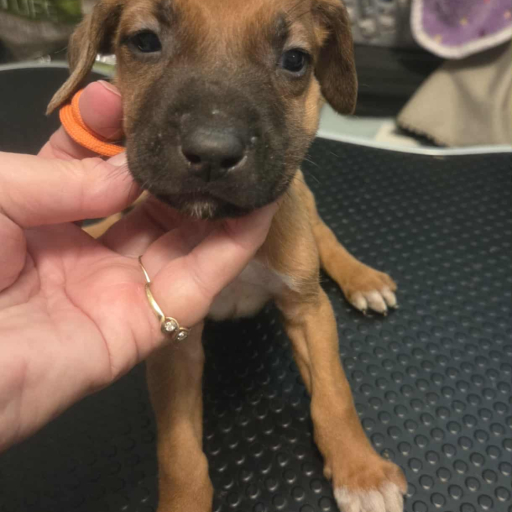 Orange Male